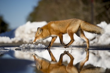 Wall Mural - a red fox walks through a shallow puddle on a sunny day.