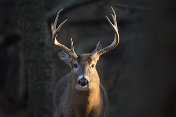 a handsome whitetail buck deer stands in a spotlight of morning sunlight.