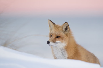 Wall Mural - a red fox sits in the deep snow on a sand dune in the soft dusk light with a pink and purple backgro