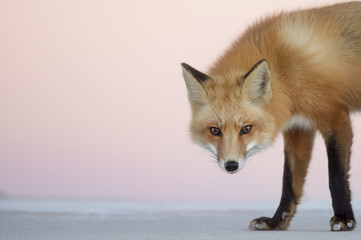 Wall Mural - a red fox stares at the camera as it walks across the beach at dusk with a soft pink sky in the back