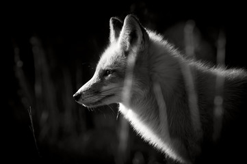 Wall Mural - a black and white photo of a red fox taken on a bright sunny winter day.