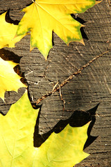 Wall Mural - Autumn leaves on the wooden background