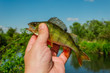 fish perch/fish of perch in a hand