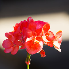 Wall Mural - Flowers in the Garden