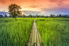 100 Year-old Wooden Bridge Between Rice Field With Sunlight At N