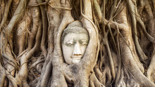 Buddha Head In The Tree Roots At Wat Mahathat Temple, Ayutthaya, Thailand.
