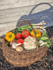 fresh vegetables into the old basket on the ground