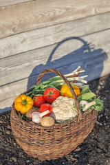 fresh vegetables into the old basket on the ground