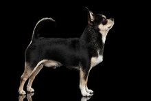 Gorgeous Chihuahua Dog Standing On Mirror And Looking Up, Black Isolated Background