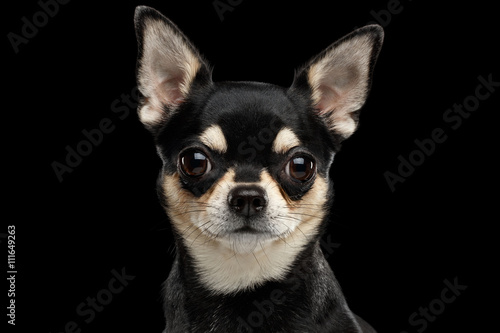 Fotomural Closeup Portrait of Gorgeous Chihuahua Dog Looking in Camera on Black Isolated B