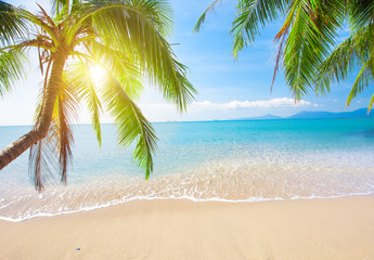 Wall Mural - palm and tropical beach
