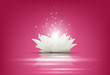 Magic White Lotus flower on pink background