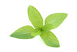 © springtime78 - Mint leaves