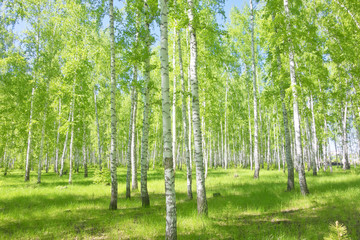 Wall Mural - summer birch forest