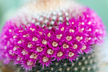 close up beautiful color  flower cactus