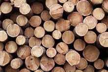 Pile Of Wood Logs. Wood Logs Texture Background
