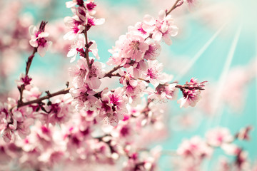 Blossom tree over nature background/ Spring flowers/Spring Background