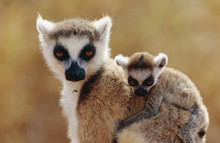 Lemurs, Close-up