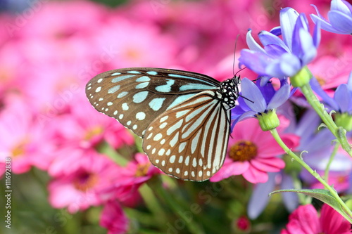 青い花にとまる蝶 Stock 写真 Adobe Stock 青い花にとまる蝶 Stock 写真 Adobe Stock