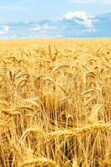 Grain field illuminated by rays of the setting sun