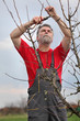 © sima - Man pruning tree in orchard