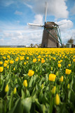 Fototapeta Tulipany - Rows of yellow tulips in Dutch