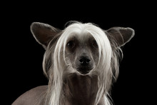 Closeup Portrait Of Chinese Crested Dog Looking In Camera In Front Of Isolated Black Background