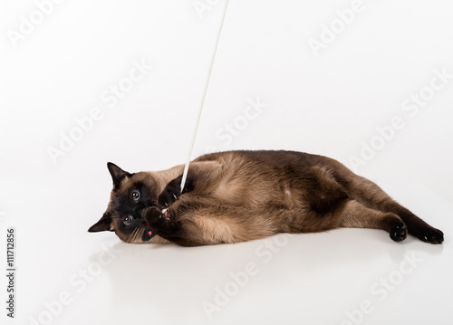 Fotografía Siamese Cat lying on the white desk and playing with rope
