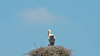 Wall Mural - the stork in the nest