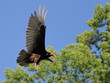Turkey vulture with open wings in sky.
