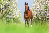 Fototapeta Konie - Bay horse running gallop in a spring garden