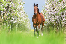 Bay Horse Running Gallop In A Spring Garden