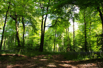 Wall Mural - Beautiful English woodland on a spring morning
