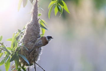 Eurasian penduline tit near nest with sunny hotspot