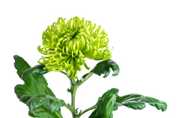 Wall Mural - single-head green chrysanthemum, macro, isolate