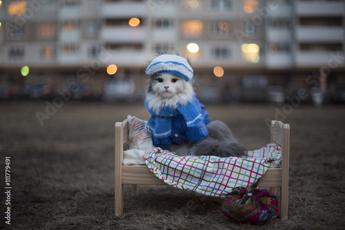 Láminas homeless cat on the street on a cold night