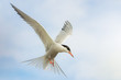 close-up of tern with spread wings against the sky
