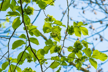 green leaves on a elm tree