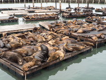 Seals Resting At A Pier