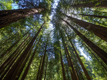 Tall Trees In Muir Woods Forest