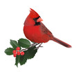 Northern Cardinal.
Hand drawn vector illustration of a male Northern cardinal and a holly twig.Transparent background, realistic representation.
