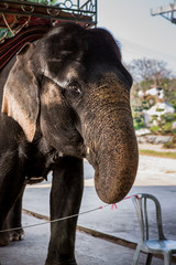 Portrait of elephant in Thailand, Asia