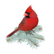 Northern Cardinal.
Hand drawn vector illustration of a male Northern cardinal perched on a spruce twig.Transparent background, realistic representation.
