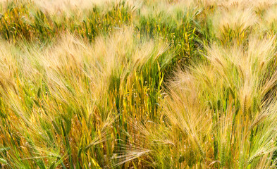 barley field color