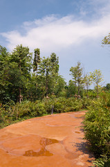 Pathway in a Lush Green Park