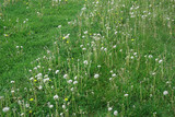 Fototapeta Dmuchawce - lawn in bad condition in spring full of dandelion