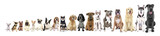 Fototapeta Zwierzęta - Eighteen sitting dogs in row, from small to large, isolated on white