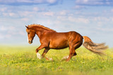 Fototapeta Konie - Red horse run fast in spring pasture against blue sky