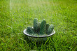 cucumbers/cucumbers in a white bowl during a rain on a green grass