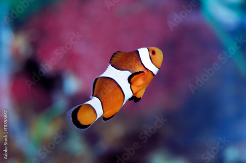 Fotografie, Tablou Ocellaris clownfish (Amphiprion ocellaris)